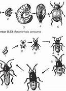 Tahapan Metamorfosis Tidak Sempurna Pada Jangkrik